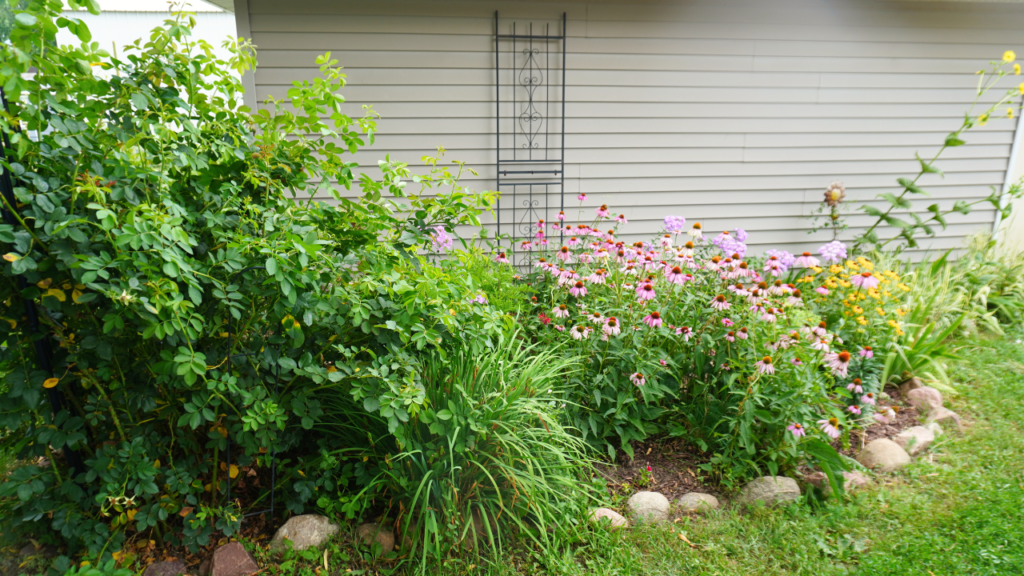 Climbing rose with echinachea and black eyed susans also blooming