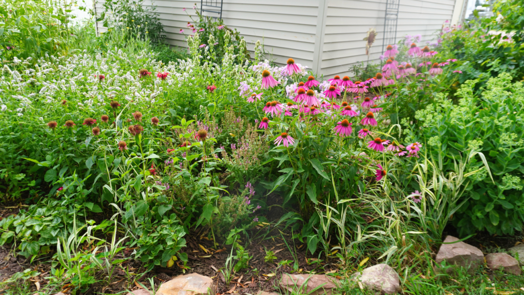 echinachea, bee balm, cat mint and other flowers in cottage garden with rock boarder.