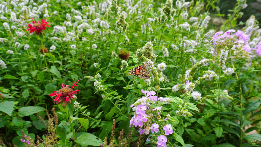 butterfly on cat mint