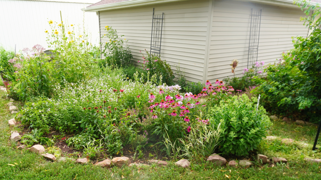 Cottage garden with echinachea, bee baklm, cat mint, holly hocks, yarrow
