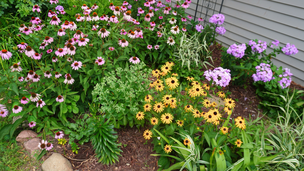 echinachea, black-eyed susan and phlox blooming