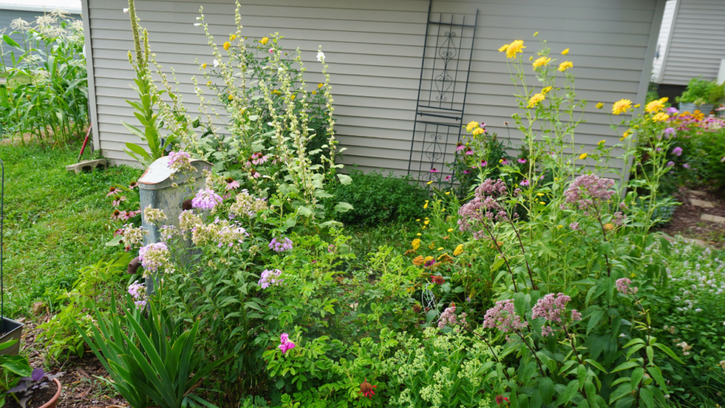 Some tall yellow flowers, holly hocks, mullein and other blooming flowers with background of siding.